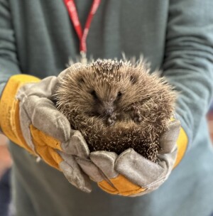 Article Thumbnail Image